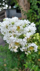 Lagerstroemia subcostata