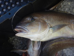 Caulolatilus microps