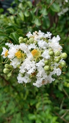 Lagerstroemia subcostata