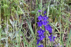 Delphinium glareosum