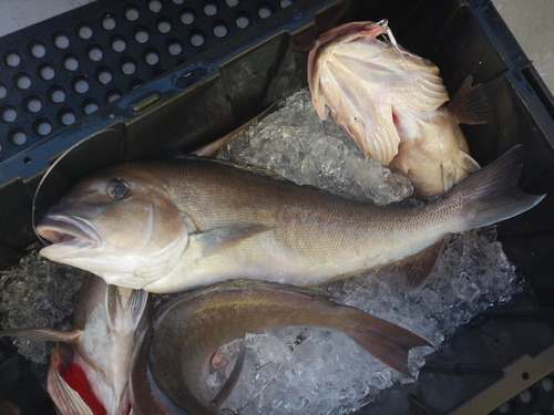 Blueline tilefish (Caulolatilus microps) — Malacanthidae — 3