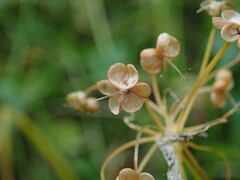Allium ursinum