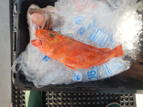 Spinycheek Scorpionfish
