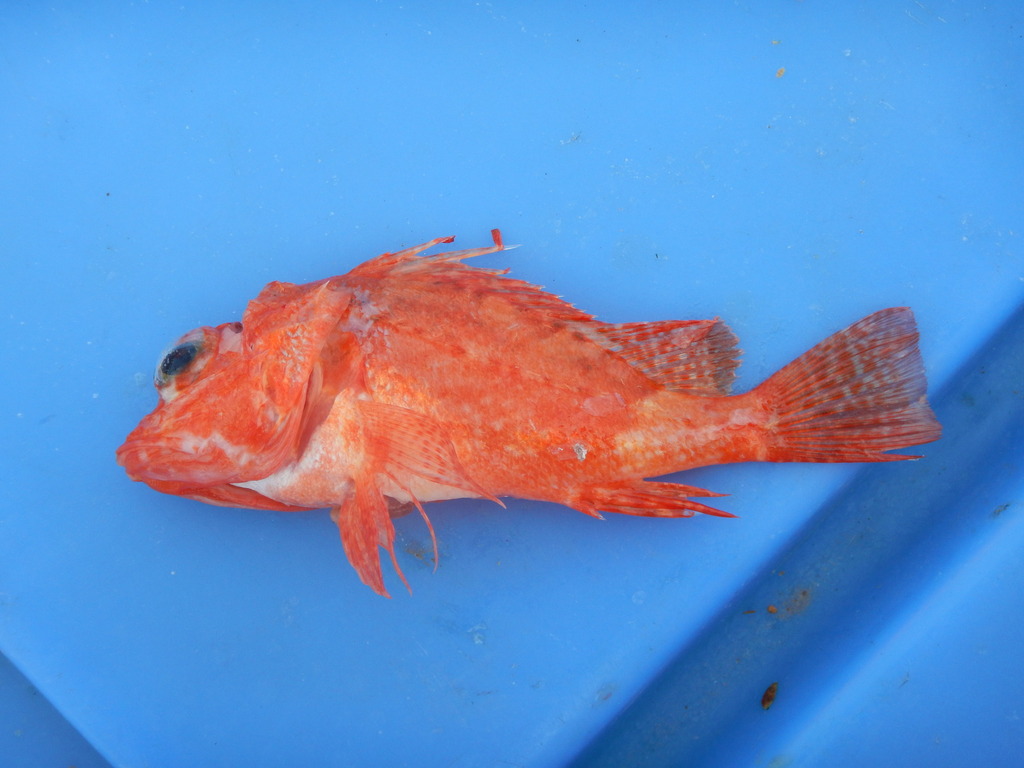 Highfin Scorpionfish