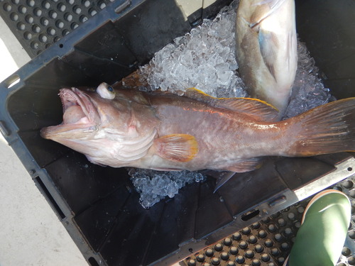 Grouper (Hyporthodus flavolimbatus) — Serranidae — 4
