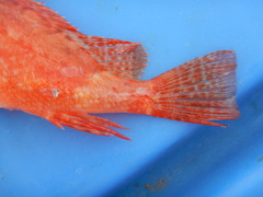Pontinus rathbuni