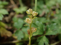 Veronica serpyllifolia