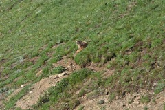 Marmota