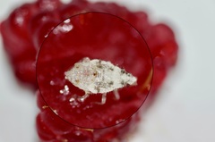 Deraeocoris lutescens