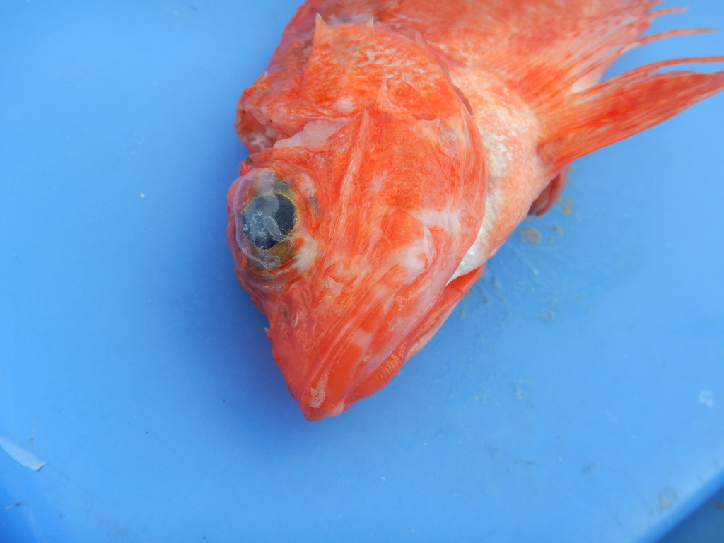 Highfin scorpionfish (Pontinus rathbuni) — Scorpaenidae