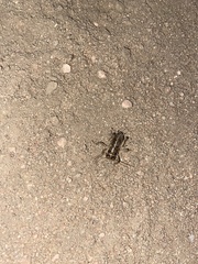Cyphoderris