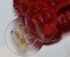 Deraeocoris lutescens