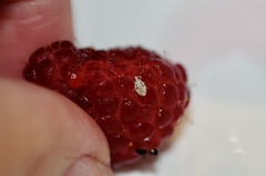 Deraeocoris lutescens