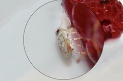 Deraeocoris lutescens