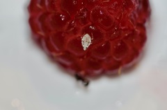 Deraeocoris lutescens