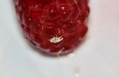 Deraeocoris lutescens