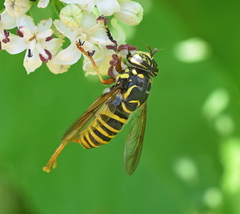 Spilomyia manicata