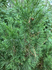 Juniperus sabina