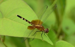 Erythrodiplax fervida