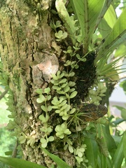 Peperomia tetraphylla
