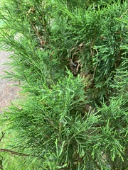 Juniperus sabina