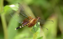 Erythrodiplax fervida