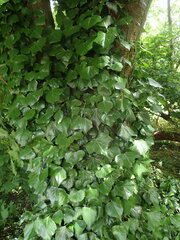Hedera hibernica