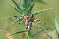 Cicadatra platyptera