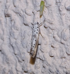 Yponomeuta irrorellus