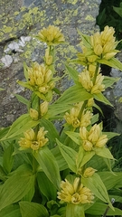 Gentiana punctata
