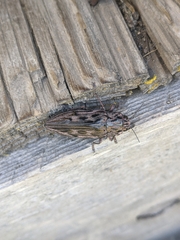 Chalcophora angulicollis