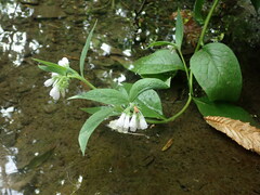 Symphytum × uplandicum