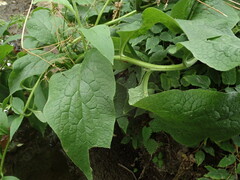 Symphytum × uplandicum