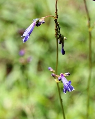 Penstemon gracilentus