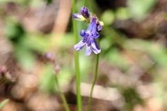 Penstemon gracilentus