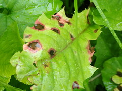 Ramularia inaequalis