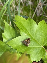 Carterocephalus