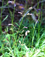 Penstemon gracilentus