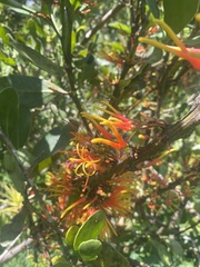 Psittacanthus schiedeanus