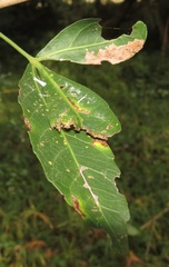 Charaxes varanes varanes