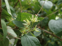 Philadelphus coronarius
