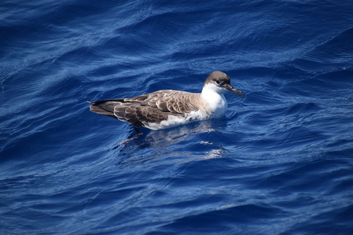 Pardela capirotada (Ardenna gravis)