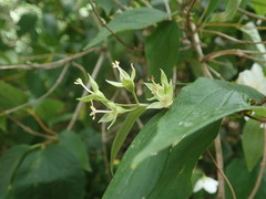 Philadelphus coronarius
