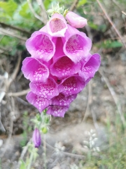 Digitalis purpurea
