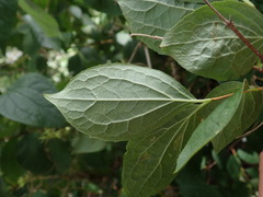 Philadelphus coronarius