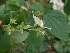 Philadelphus coronarius