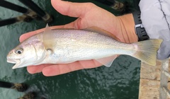 Genyonemus lineatus