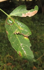 Charaxes varanes varanes