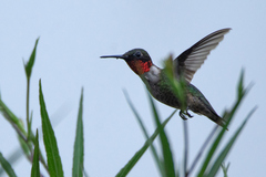 Archilochus colubris