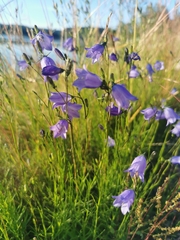 Campanula rotundifolia